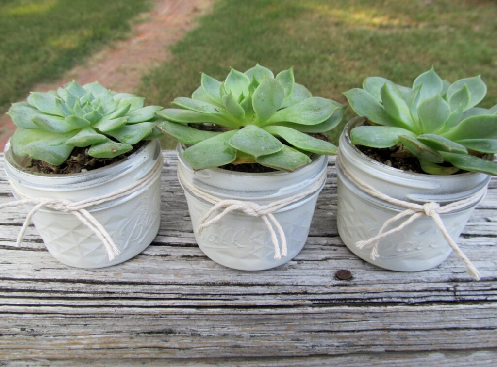 mason jar potted succulents