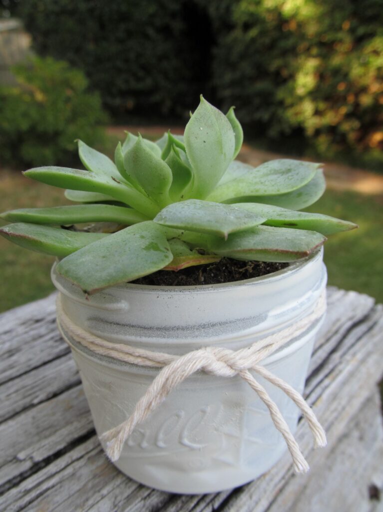 mason jar succulents DIY projects
