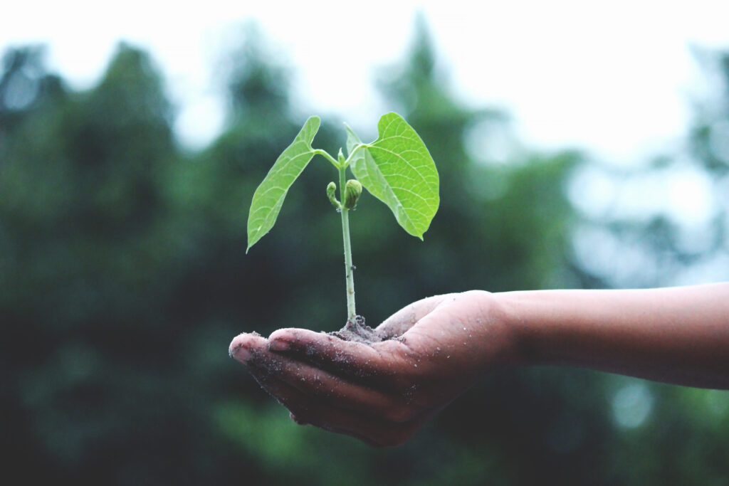 how to celebrate earth day in quarantine, there's sugar in my tea, charlotte nc bloggers